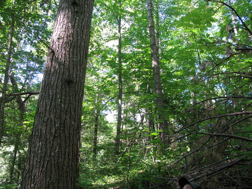 GRSM Accuracy Assessment. Plot Code: GRSM_AA_0180_4