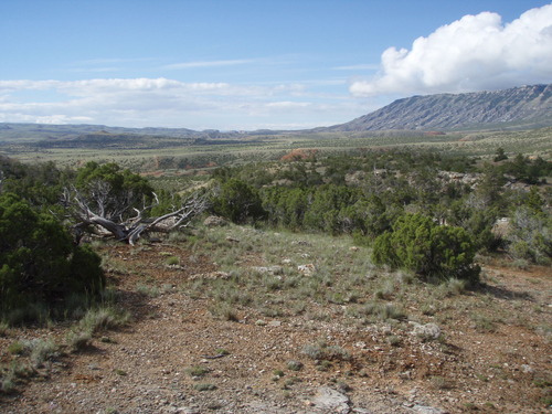 landscape of vegetation