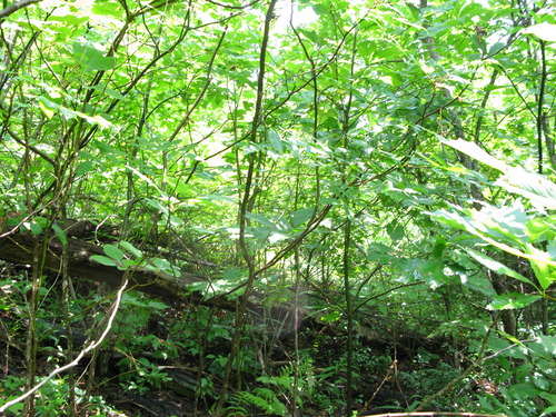 Plot Code: GRSM_AA_0603_2