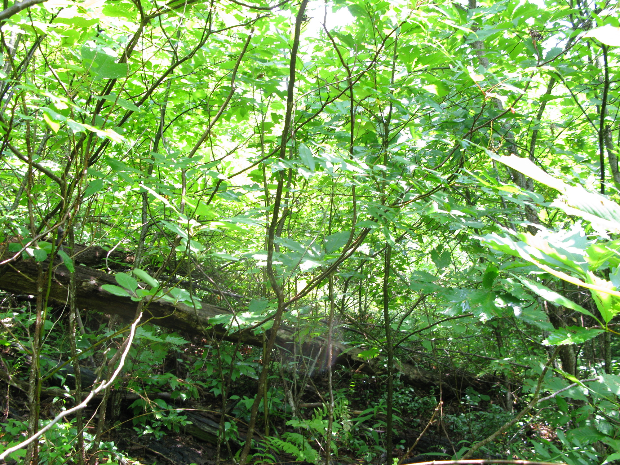 Plot Code: GRSM_AA_0603_2