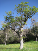 A blue oak tree in spring