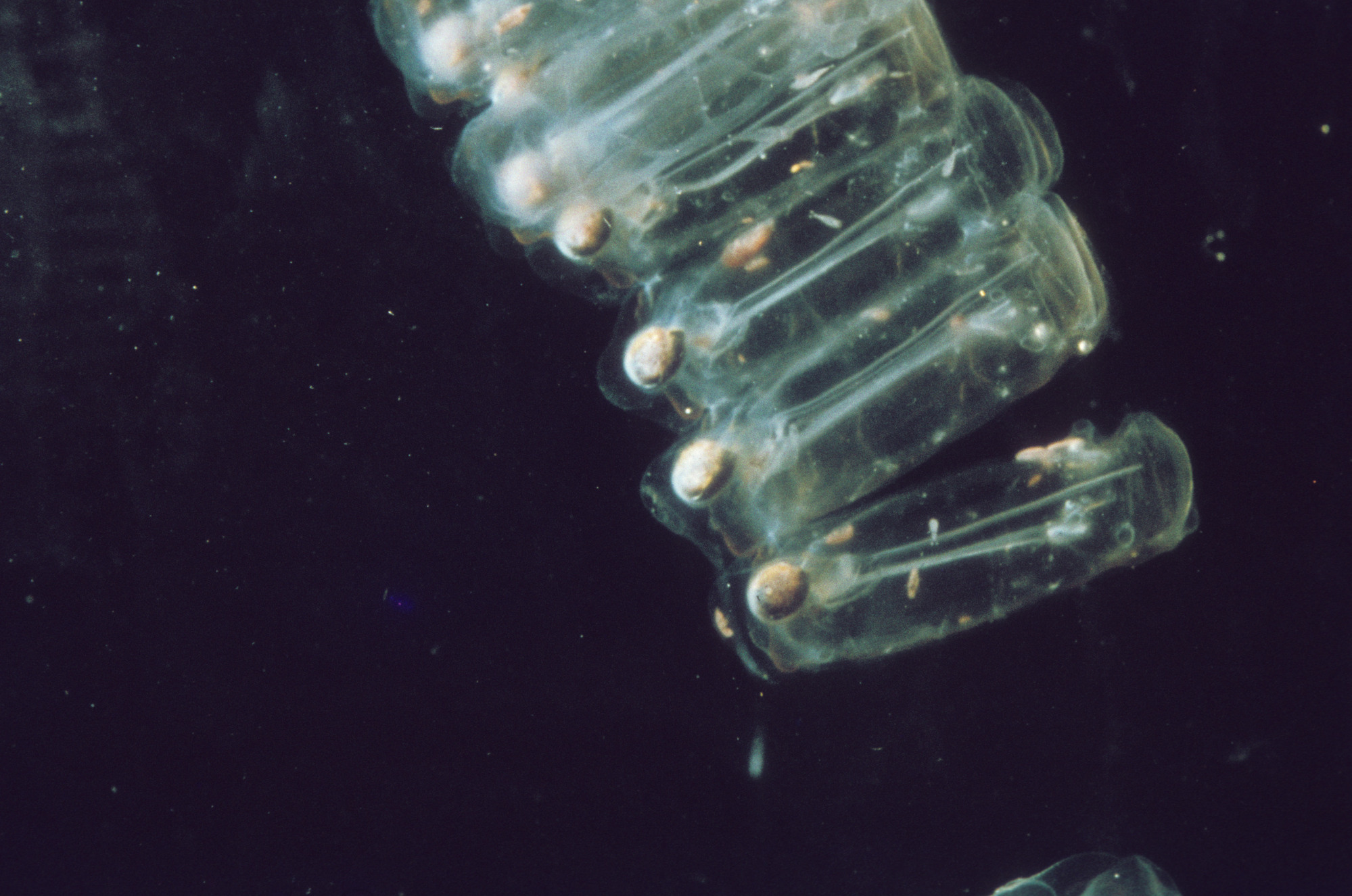 Salp