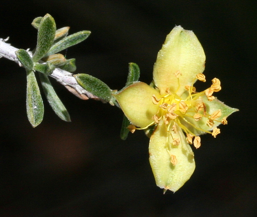 Coleogyne ramosissima, Blackbrush