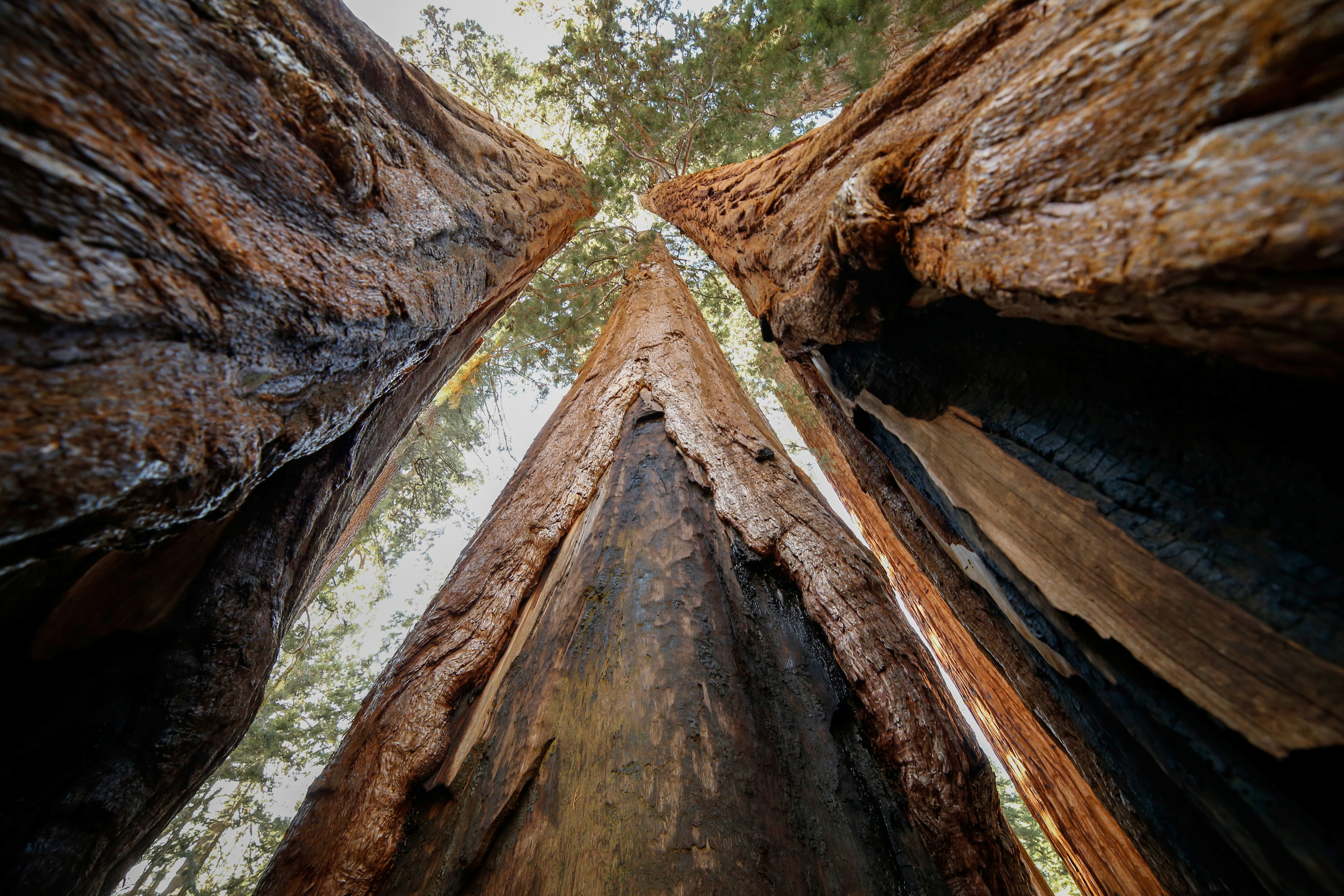 Three sequoias shoot straight up into the sequoia and filling the frame.