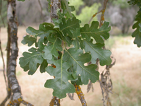 Valley oak leaves