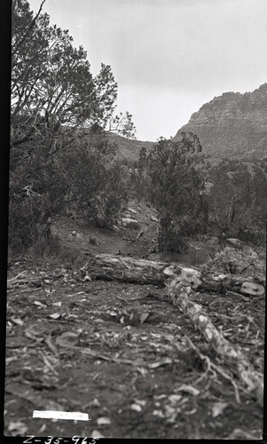 East boundary fence.