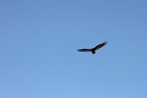 A turkey vulture soars overhead.