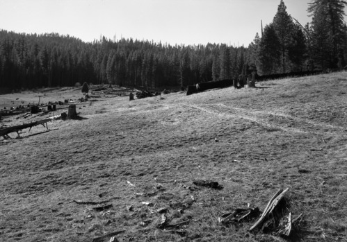 Closely grazed condition of Cuneo Meadow.