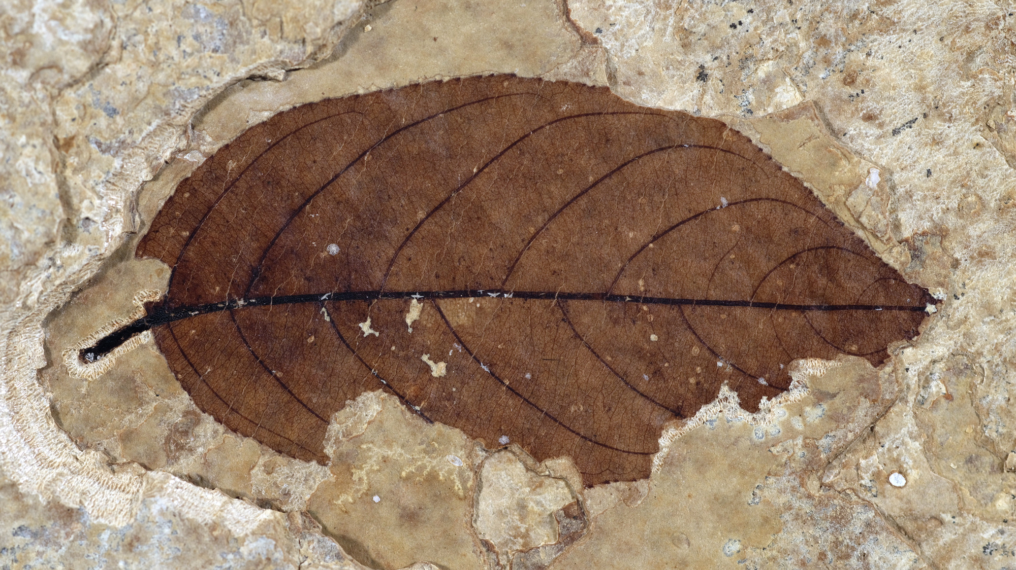 A toothed ovate fossil leaf. Large sections of the right side and a small section of the left by the stem are missing.