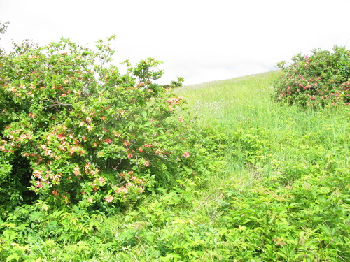 GRSM Accuracy Assessment. Plot Code: GRSM_AA_0873_3