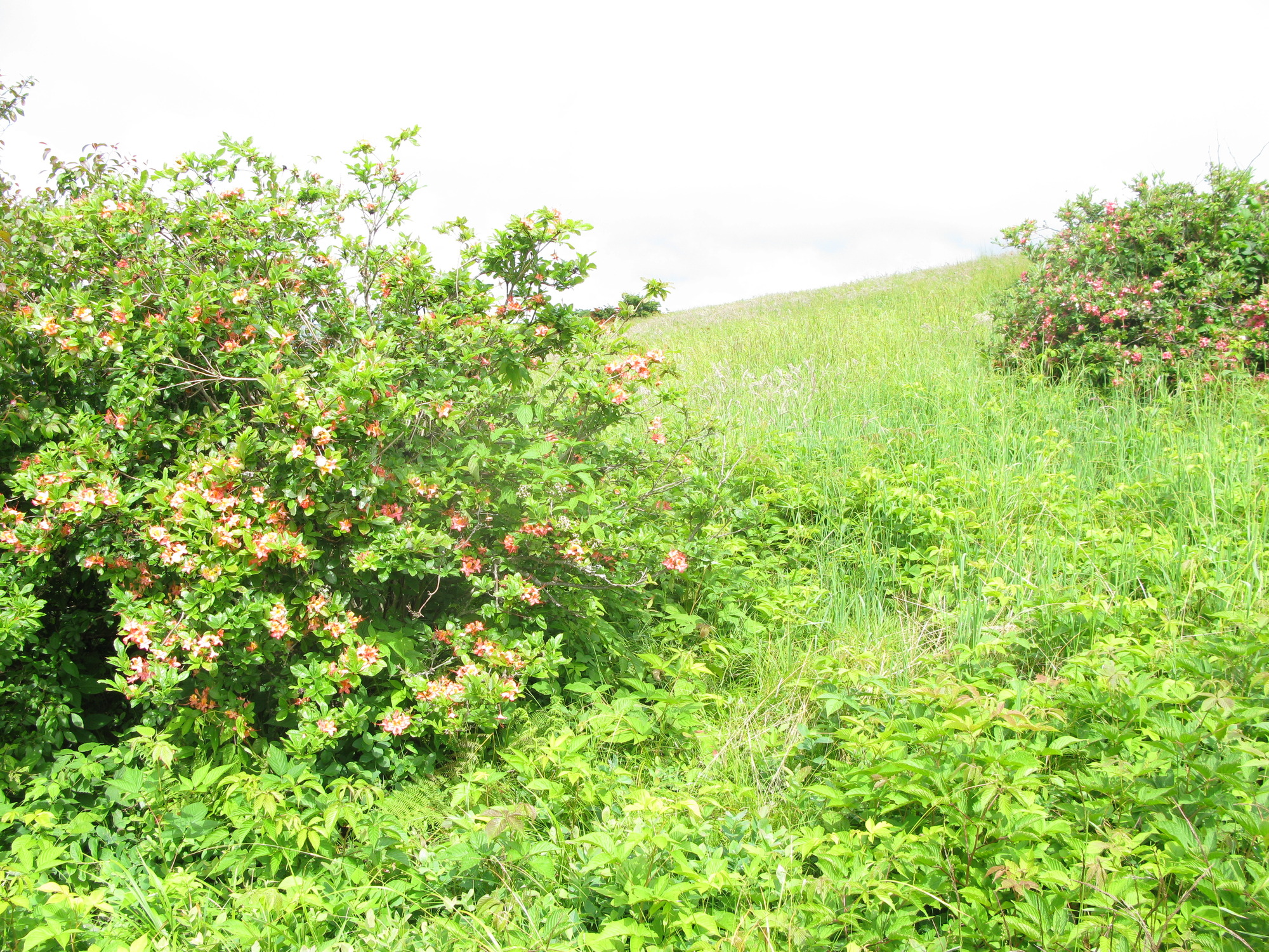 GRSM Accuracy Assessment. Plot Code: GRSM_AA_0873_3