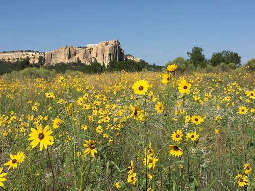 Hundreds of sunflowers bloom in a field with El Morro's rock face standing in the background. 