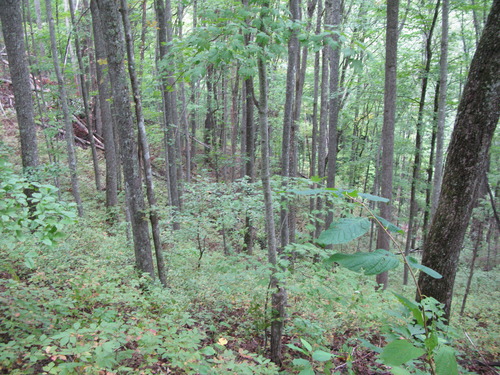 GRSM Accuracy Assessment. Plot Code: GRSM_AA_0226_2