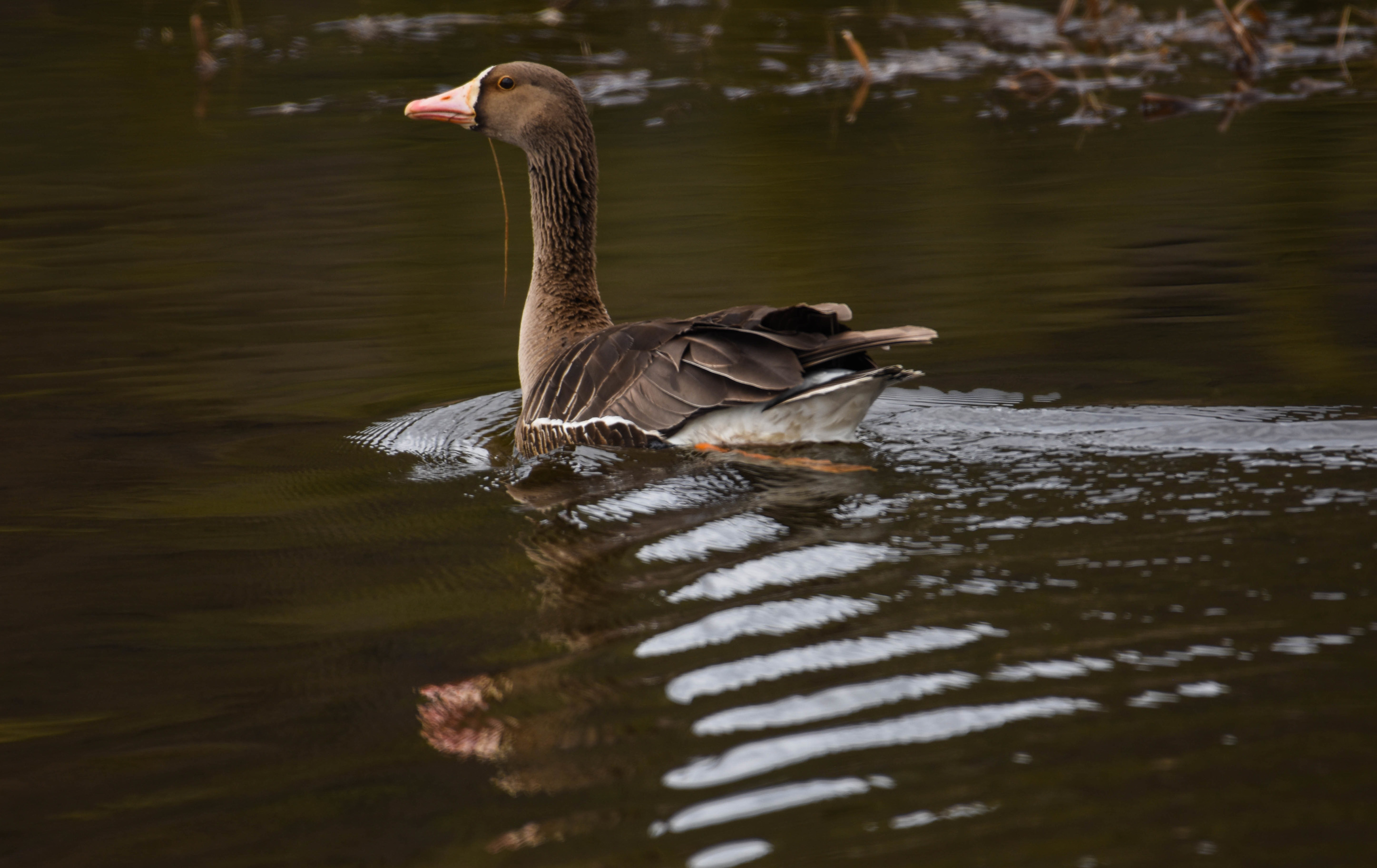 a goose floating on a pond