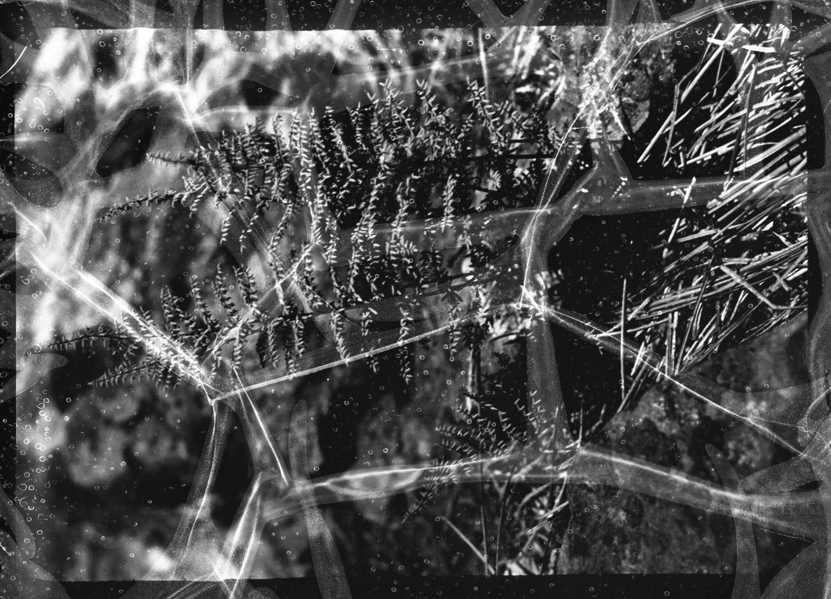 Pellaea Mucronata Var. Mucronata