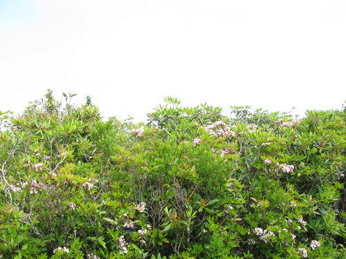 GRSM Accuracy Assessment. Plot Code: GRSM_AA_0960_6