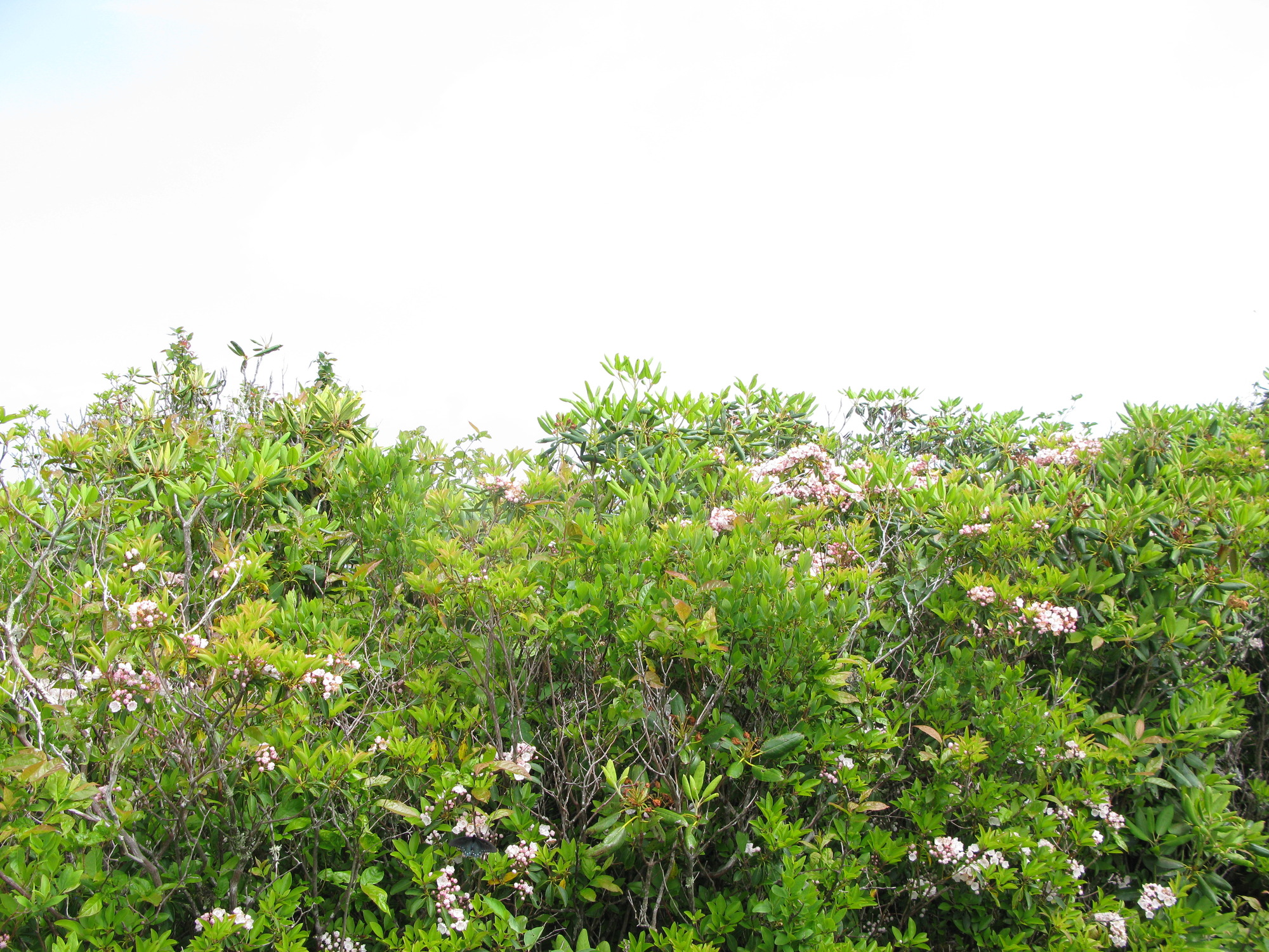 GRSM Accuracy Assessment. Plot Code: GRSM_AA_0960_6