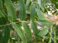 Leaves of a northern California black walnut tree