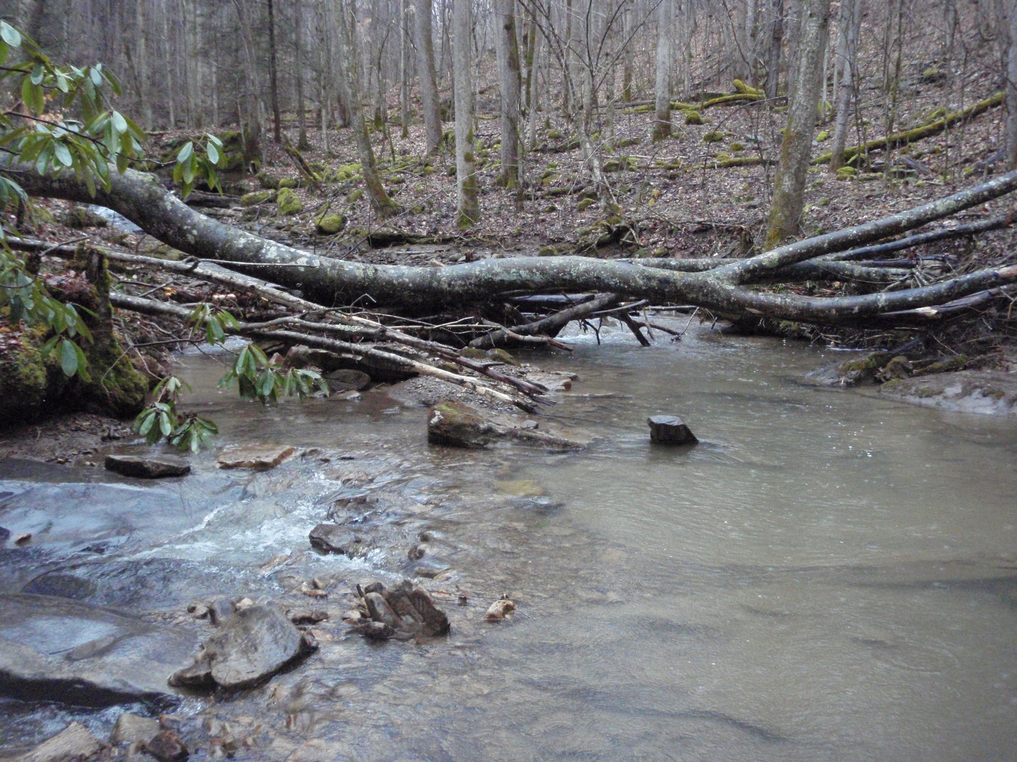Site visit photo showing the upstream (UP) or downstream (DN) view of a wadeable stream reach taken during benthic macroinvertebrate monitoring at New River Gorge National Park and Preserve.