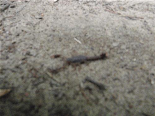 YCC crew performing work at Big South Fork NRRA, Summer of 2012.