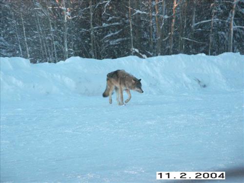 8 Gates of the Arctic National Park and Preserve Koyukuk Moose Survey 2004