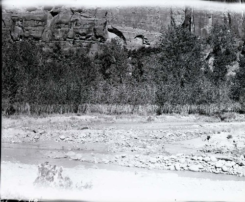 Browse line showing overstocking of deer.