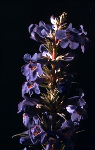 Badlands Flowers: Red, Pink, Blue
