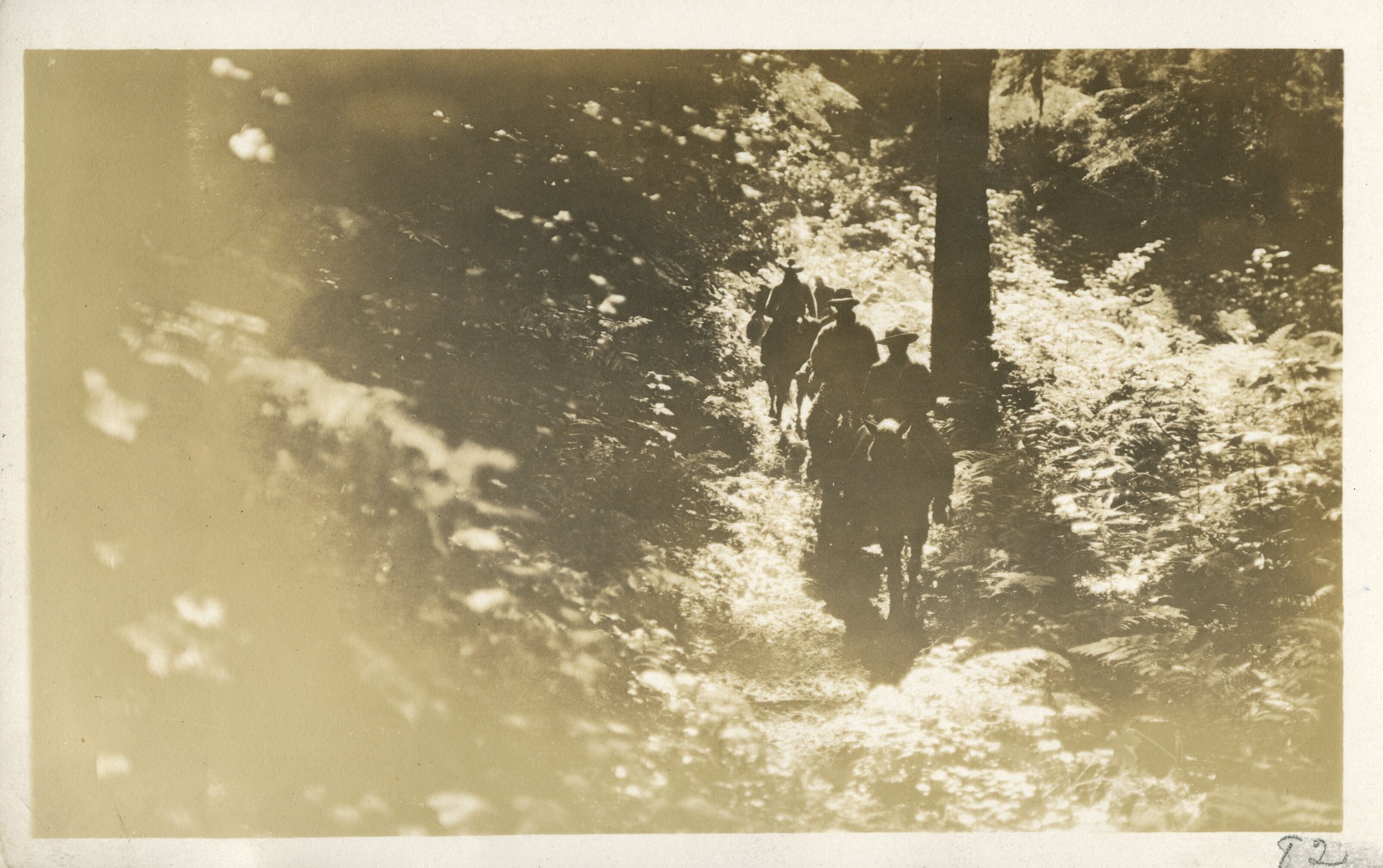 People riding horseback in single file along a shaded forest trail.