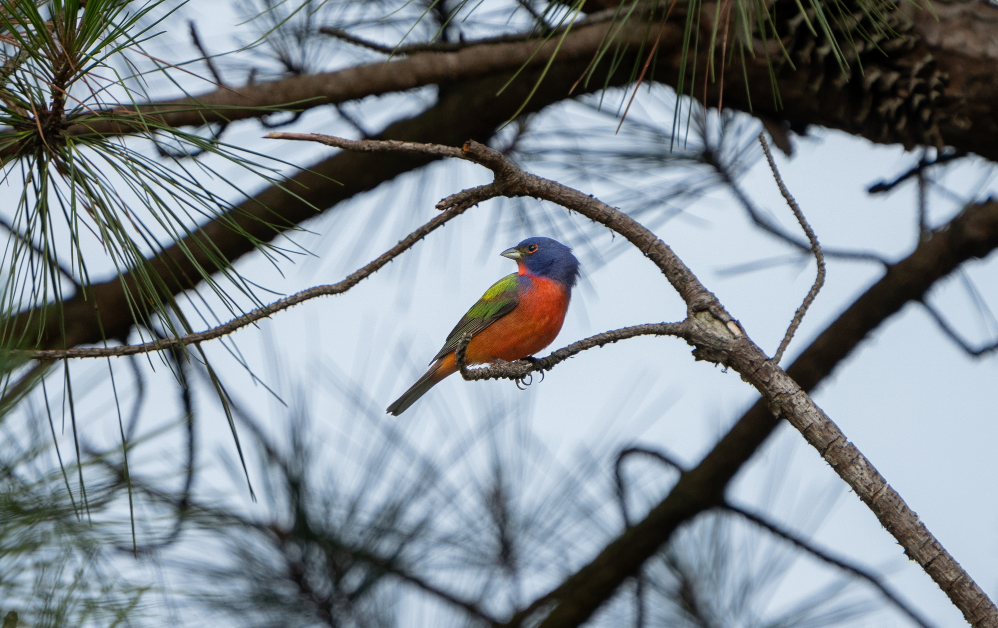 A small brightly-colored bird with blue, green, red, and yellow plumage perched on a tree branch.