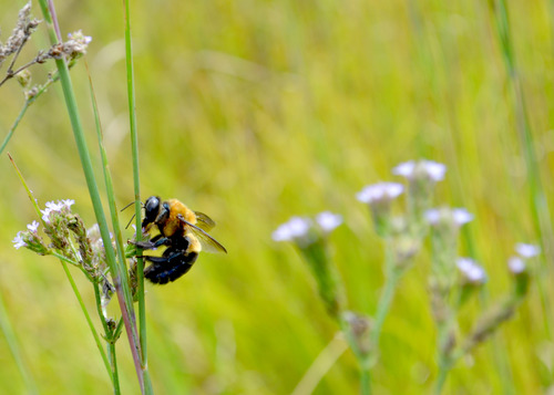 carpenter bee resting on a blade of grass