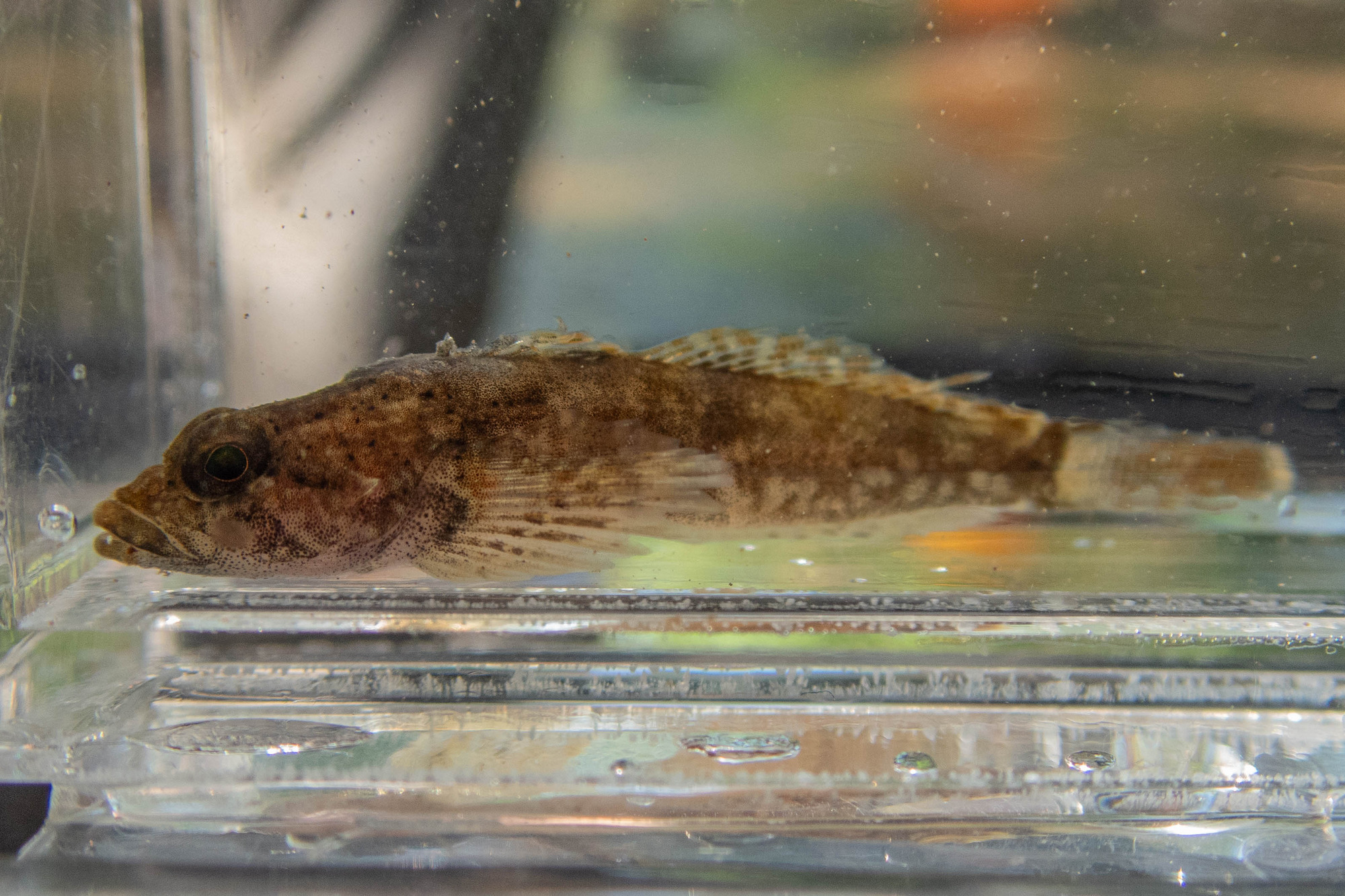 Cottus cognatus (slimy sculpin) - full body, young of year