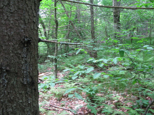 GRSM Accuracy Assessment. Plot Code: GRSM_AA_0153_5