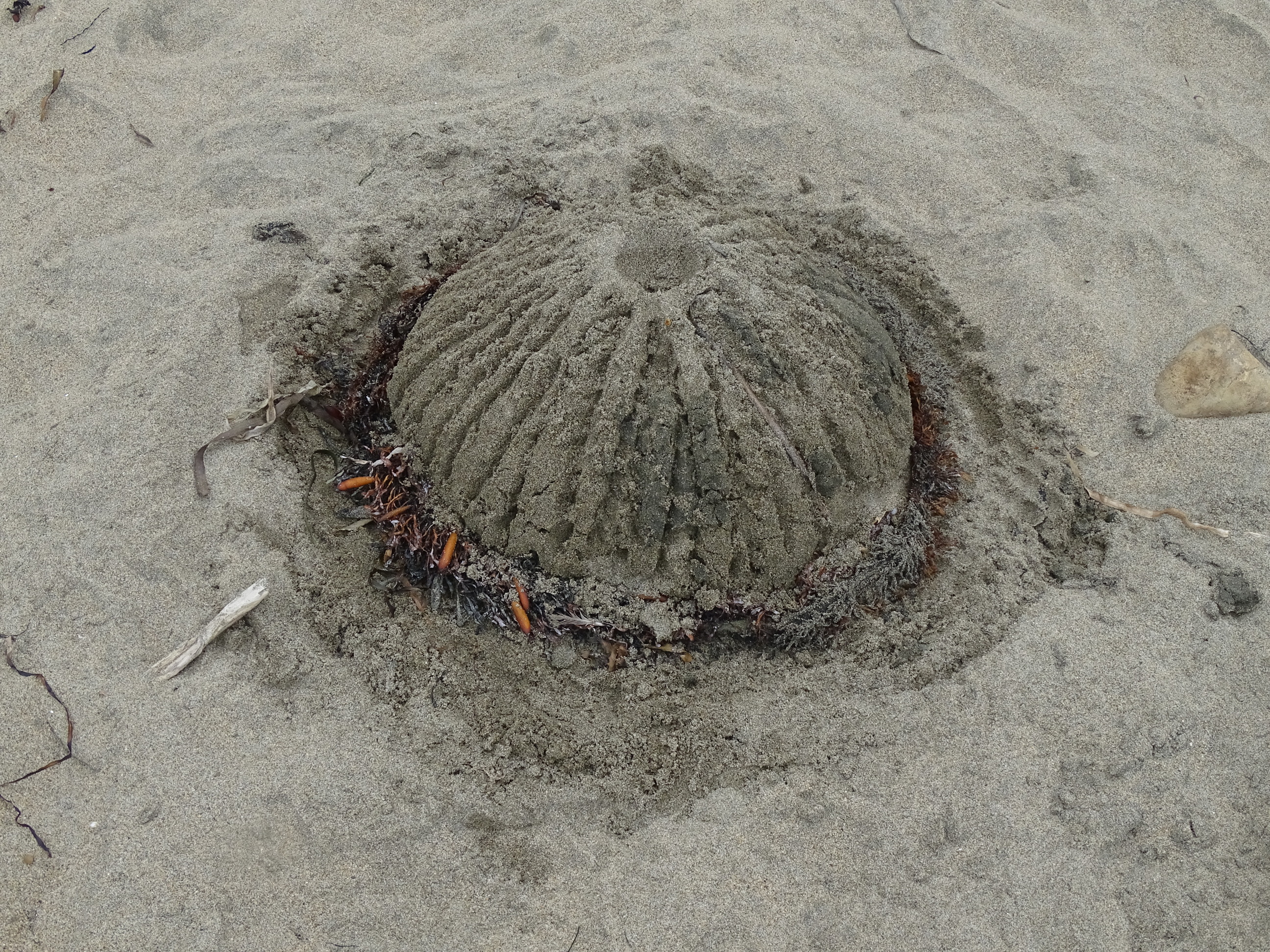 A small sand sculpture of a sea urchin.