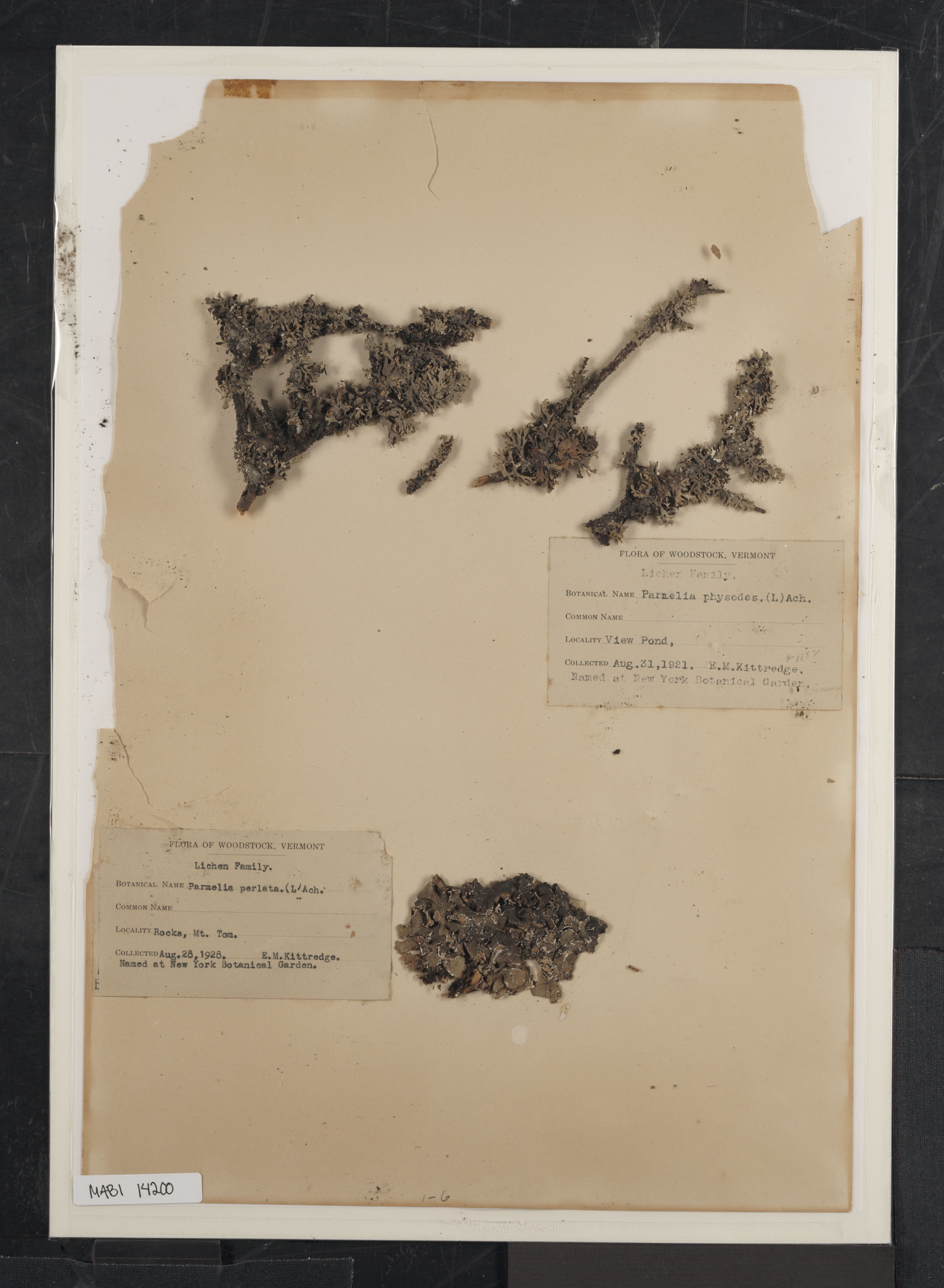 Preserved biological specimen on paper.