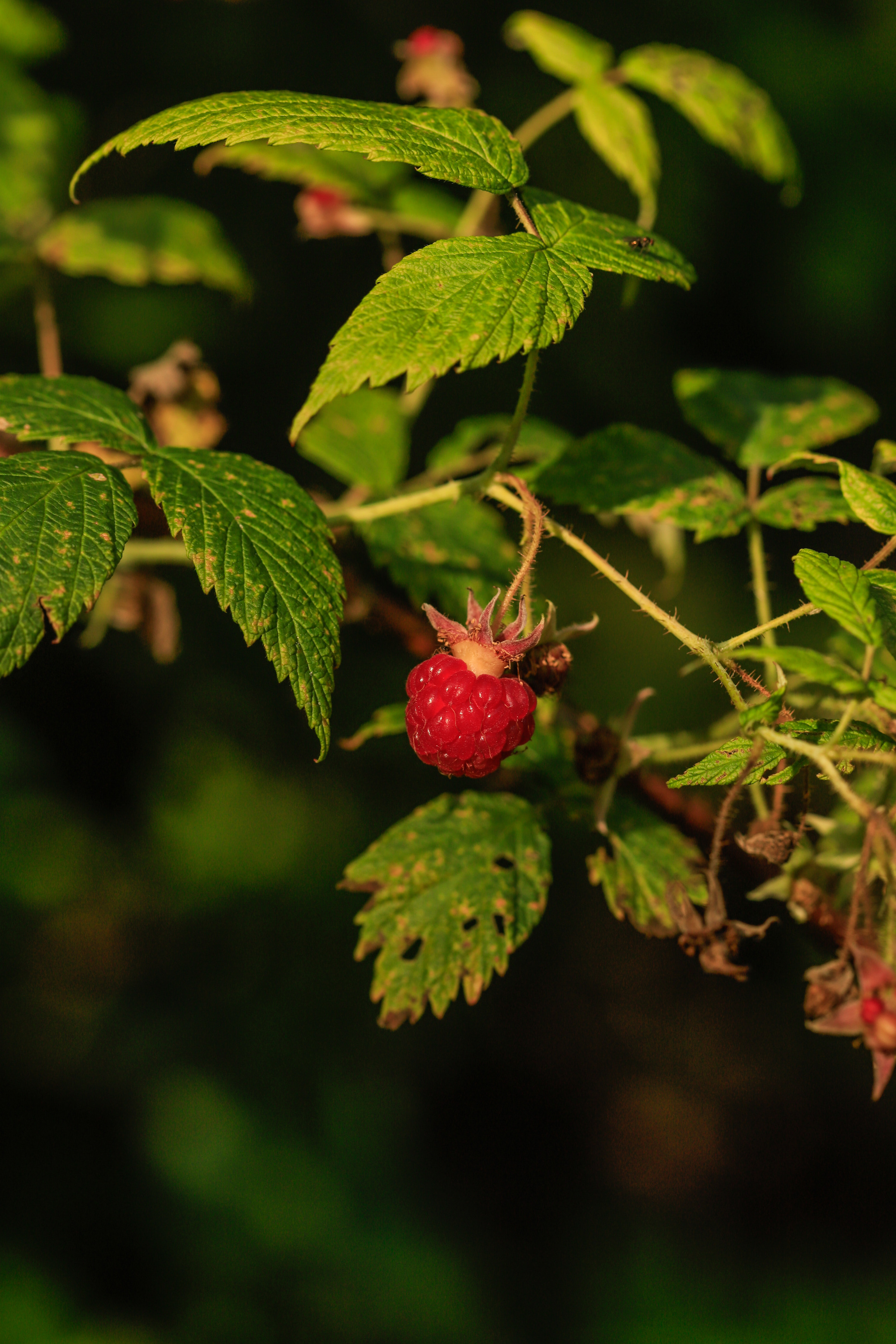 Close up of raspberry bush leaves with a bright red, ripe raspberry in the center