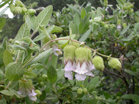 White pitcher sage flowers and leaves