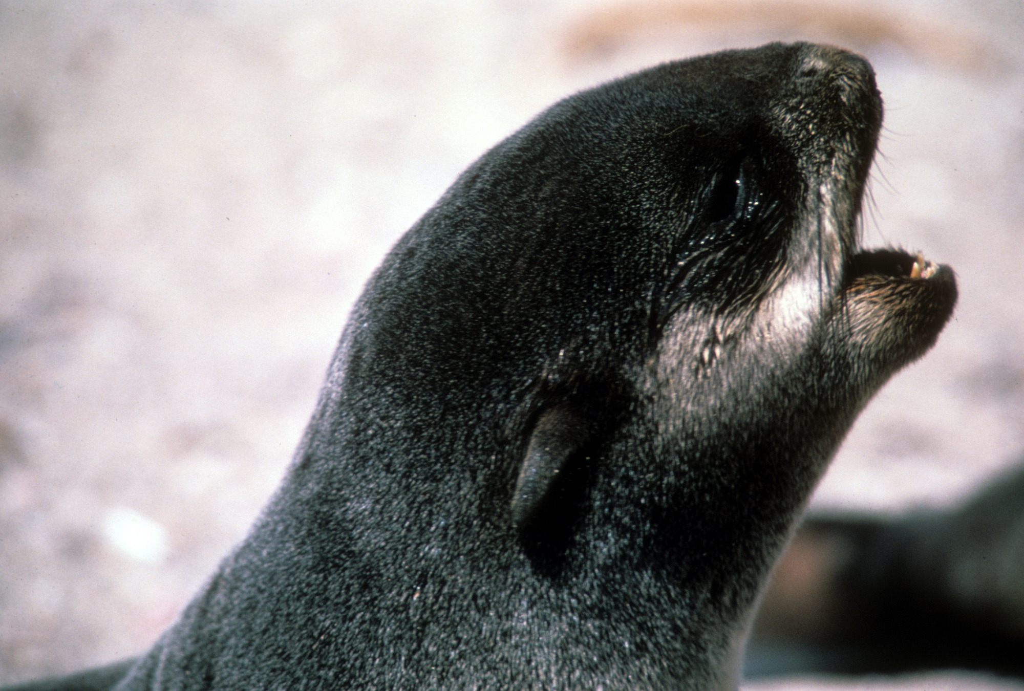 Guadalupe Fur Seal, Female