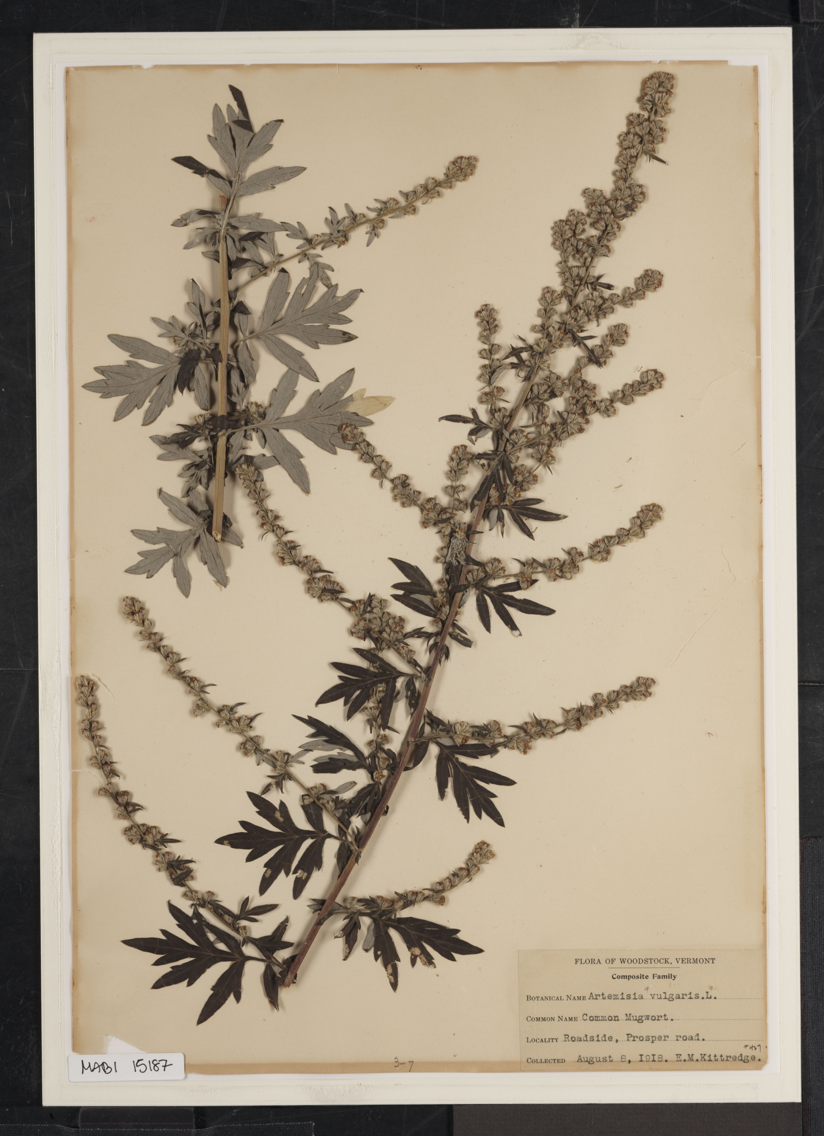 Preserved biological specimen on paper.