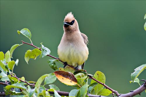 Cedar waxwing in Cuyahoga Valley National Park