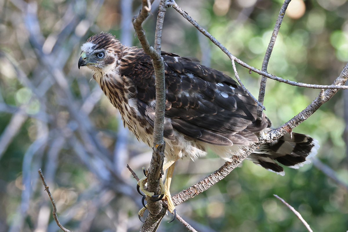Young hawk with light eyes and a few tufts of downy white feathers among its otherwise mostly brown plumage.