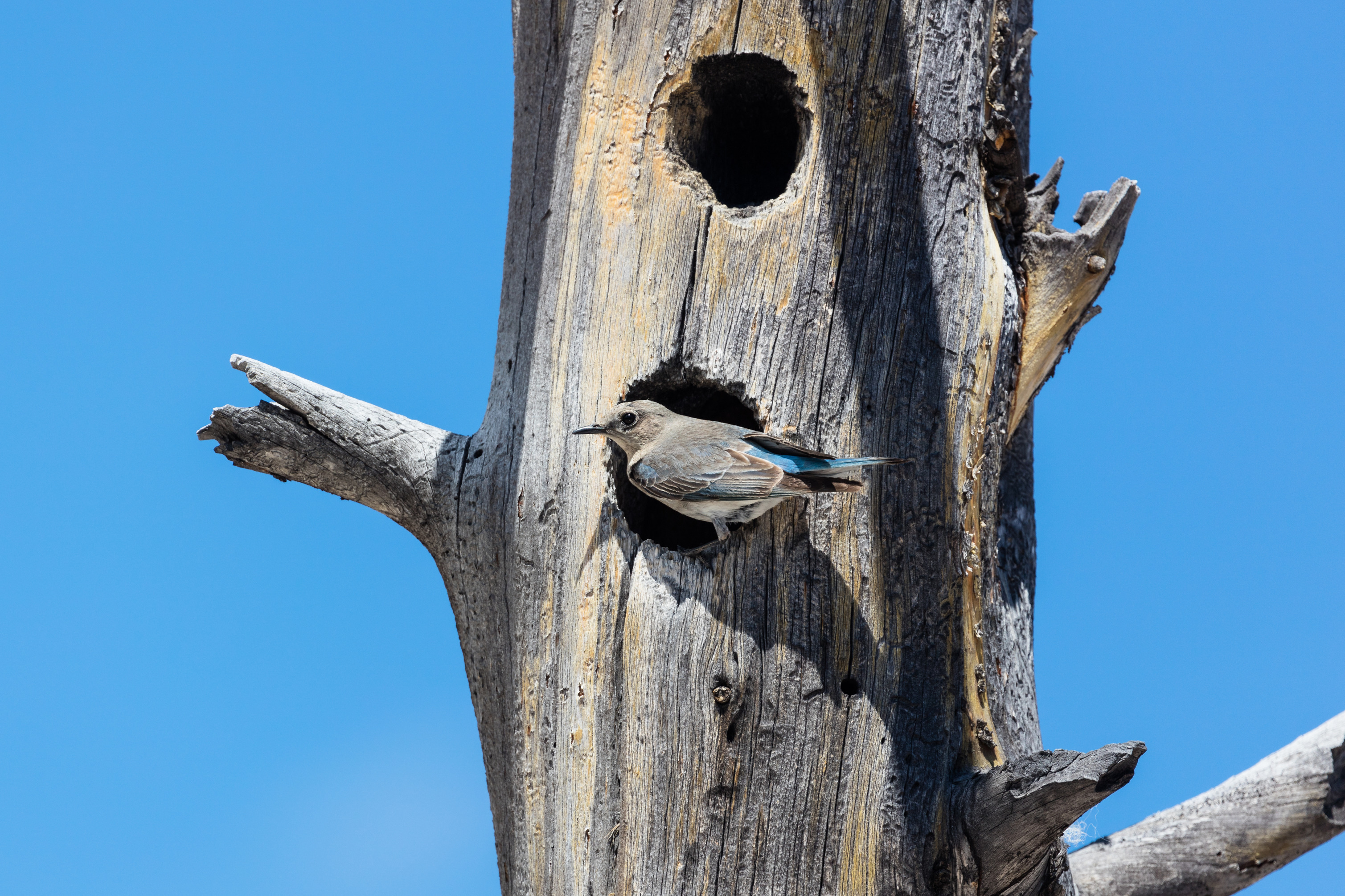 Female mountain bluebird perches at the opening of a nesting cavity in a dead tree.