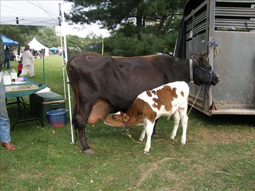 Lindenwald Harvest Day Celebration at Martin Van Buren National Historic Site in September 2009 part II