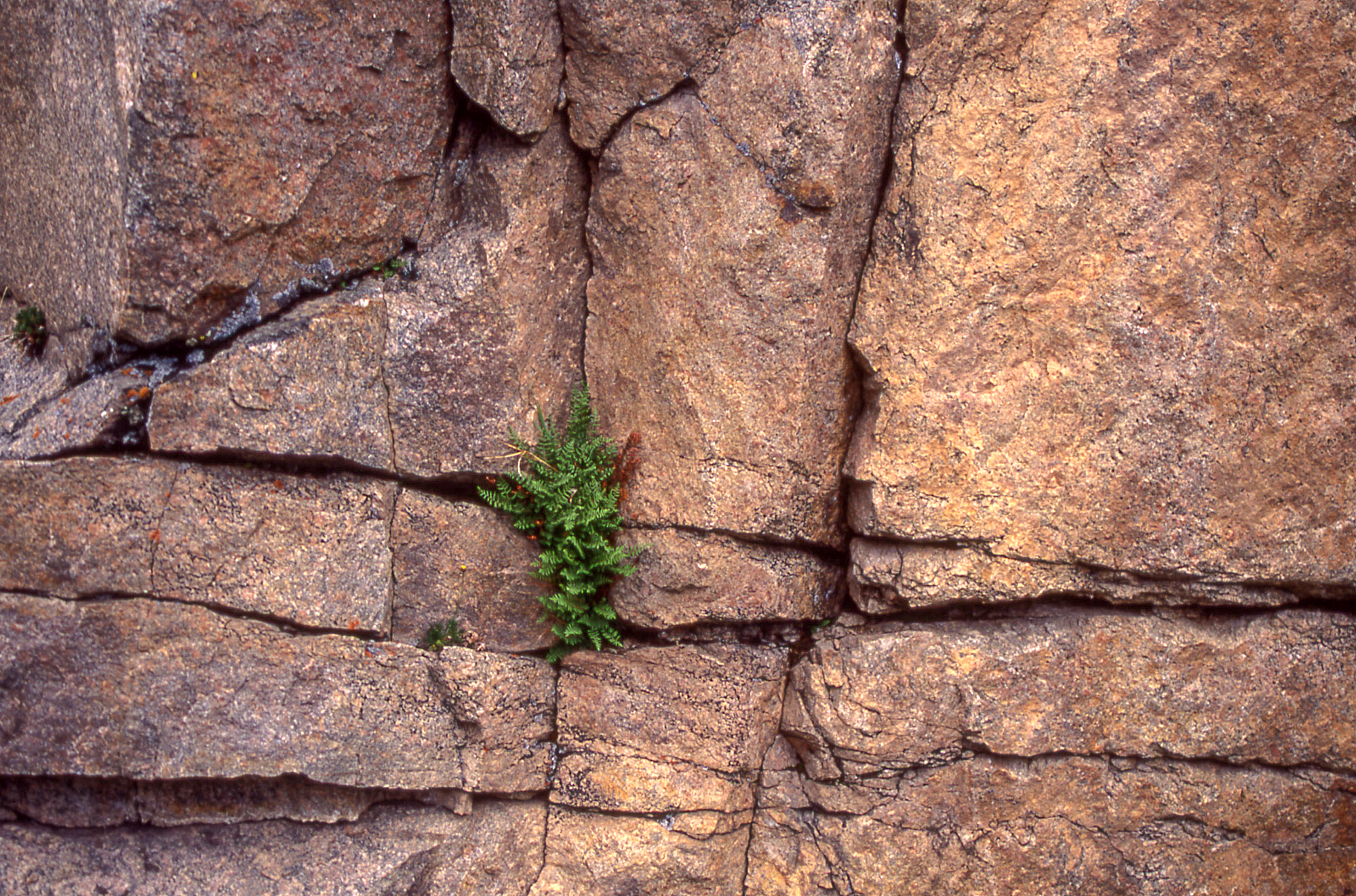 Close up of brown vertical face of rock in which many cracks are running