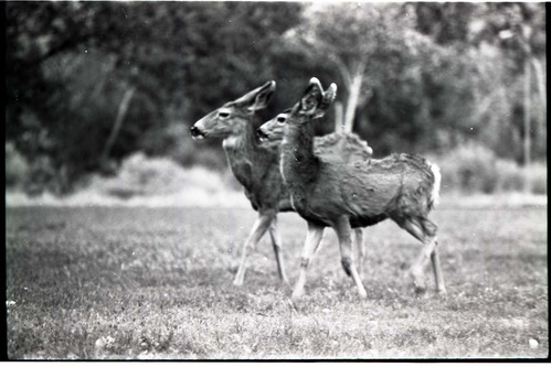 BW Photo of deer.