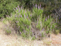 A woolly blue curls bush in bloom