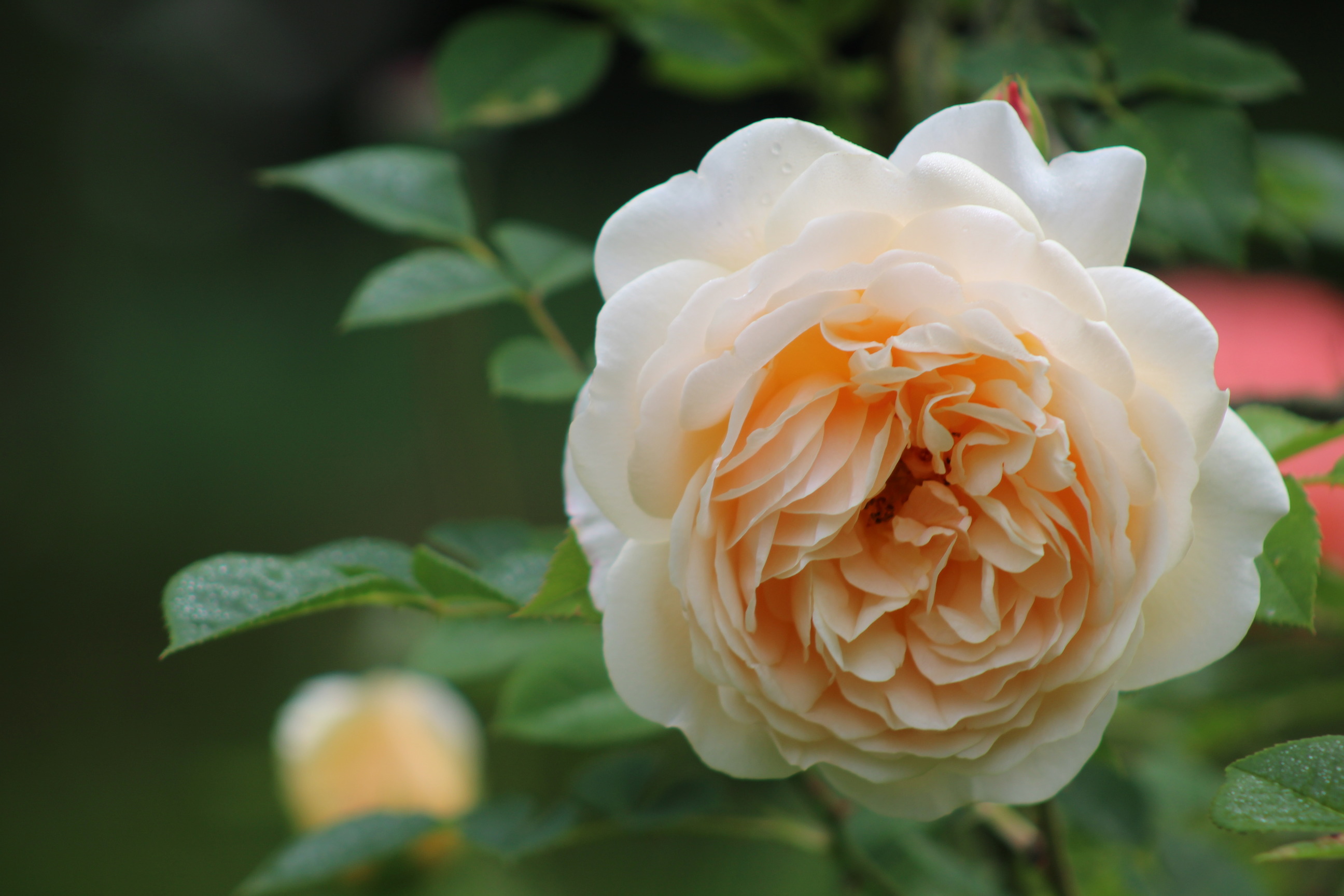 Close up of peach-colored rose bloom