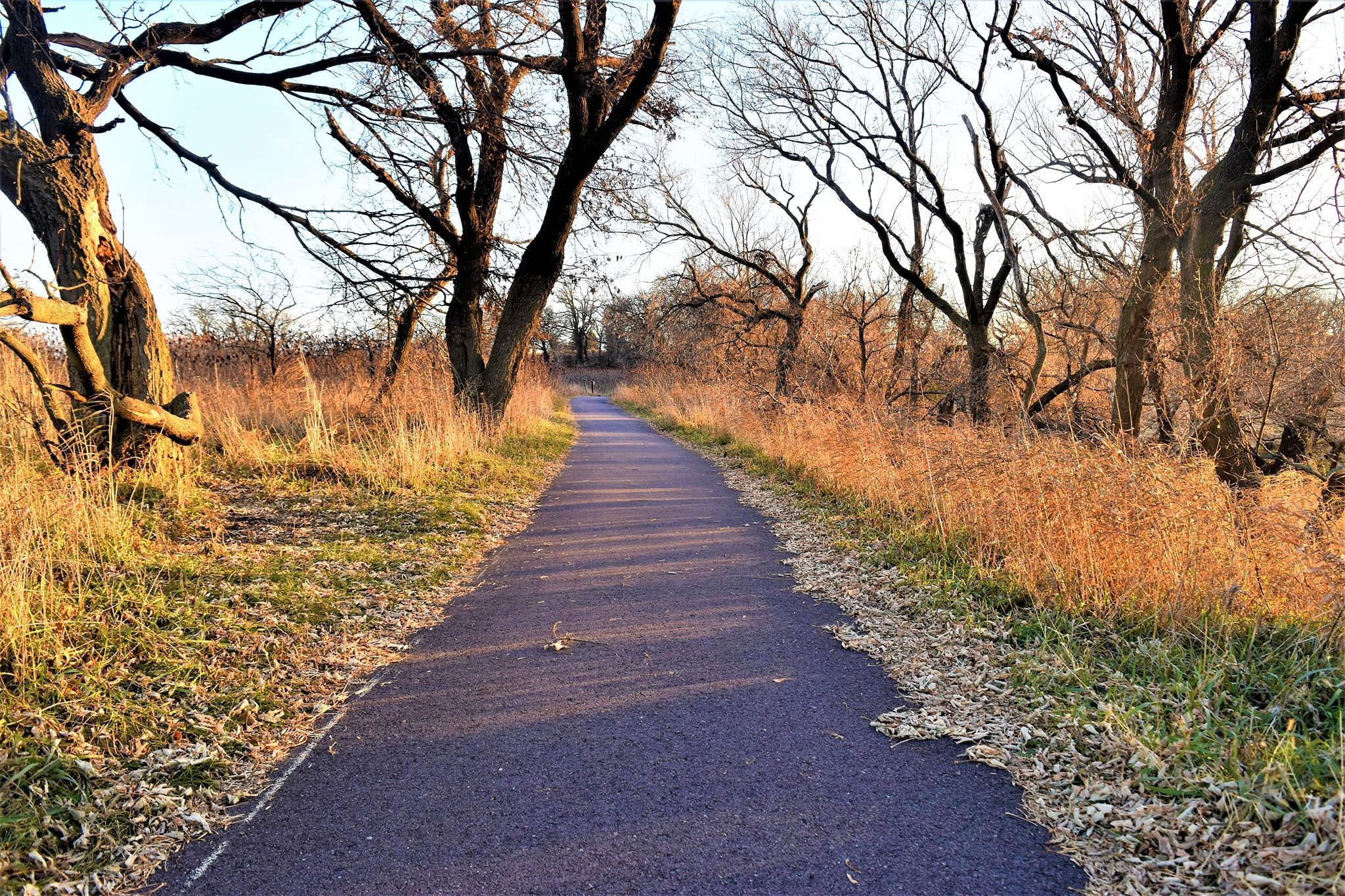 Walkway with trees and grass on either side