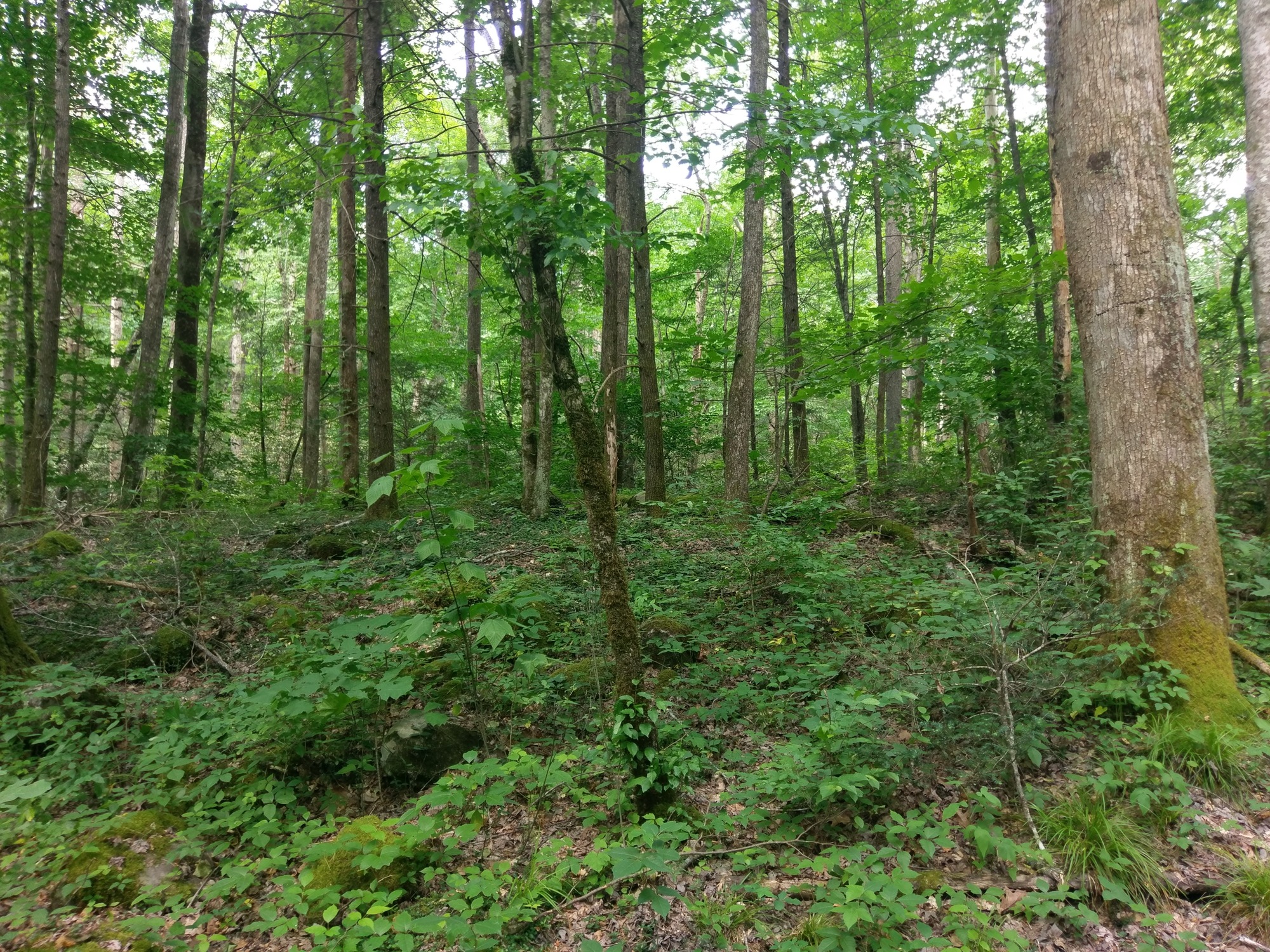 GRSM Accuracy Assessment. Plot Code: GRSM_AA_0795_5