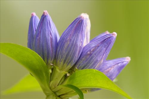 Bottled gentians in Cuyahoga Valley National Park