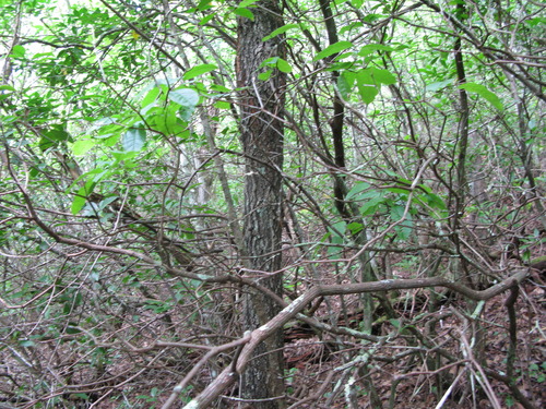 GRSM Accuracy Assessment. Plot Code: GRSM_AA_0383_6